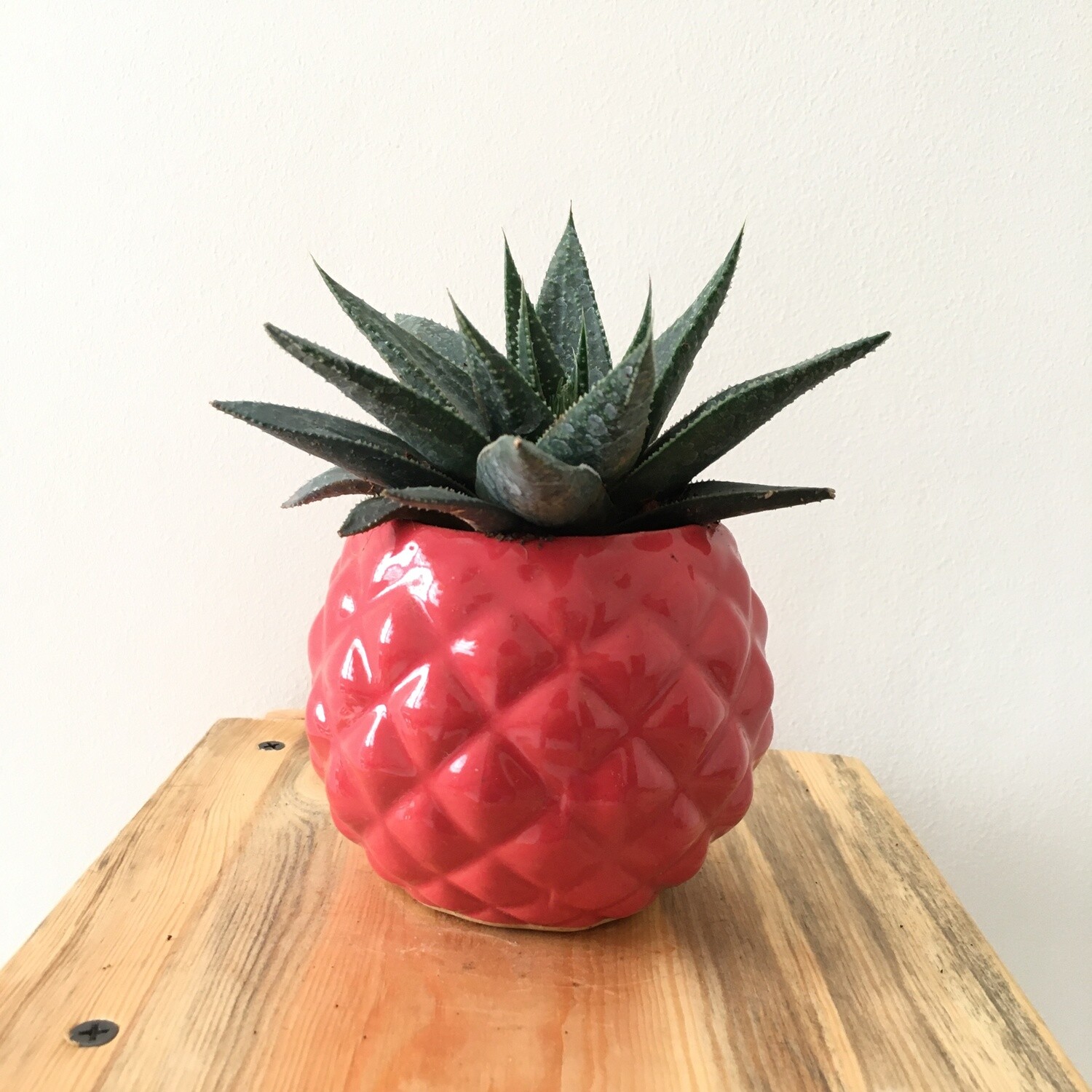 Aloe Tiki in 4 inches Pineapple Ceramic Pot