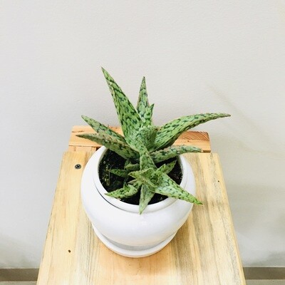 Aloe Pink Bush in 4 inches Apple Ceramic With Plate