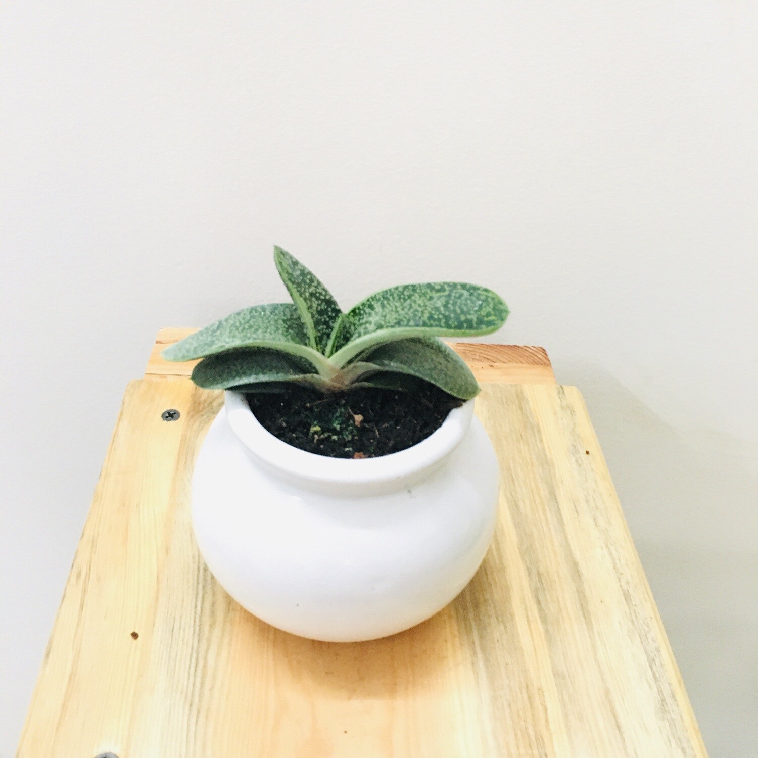 Gasteria Succulent in 4 inches Ceramic Matka Pot