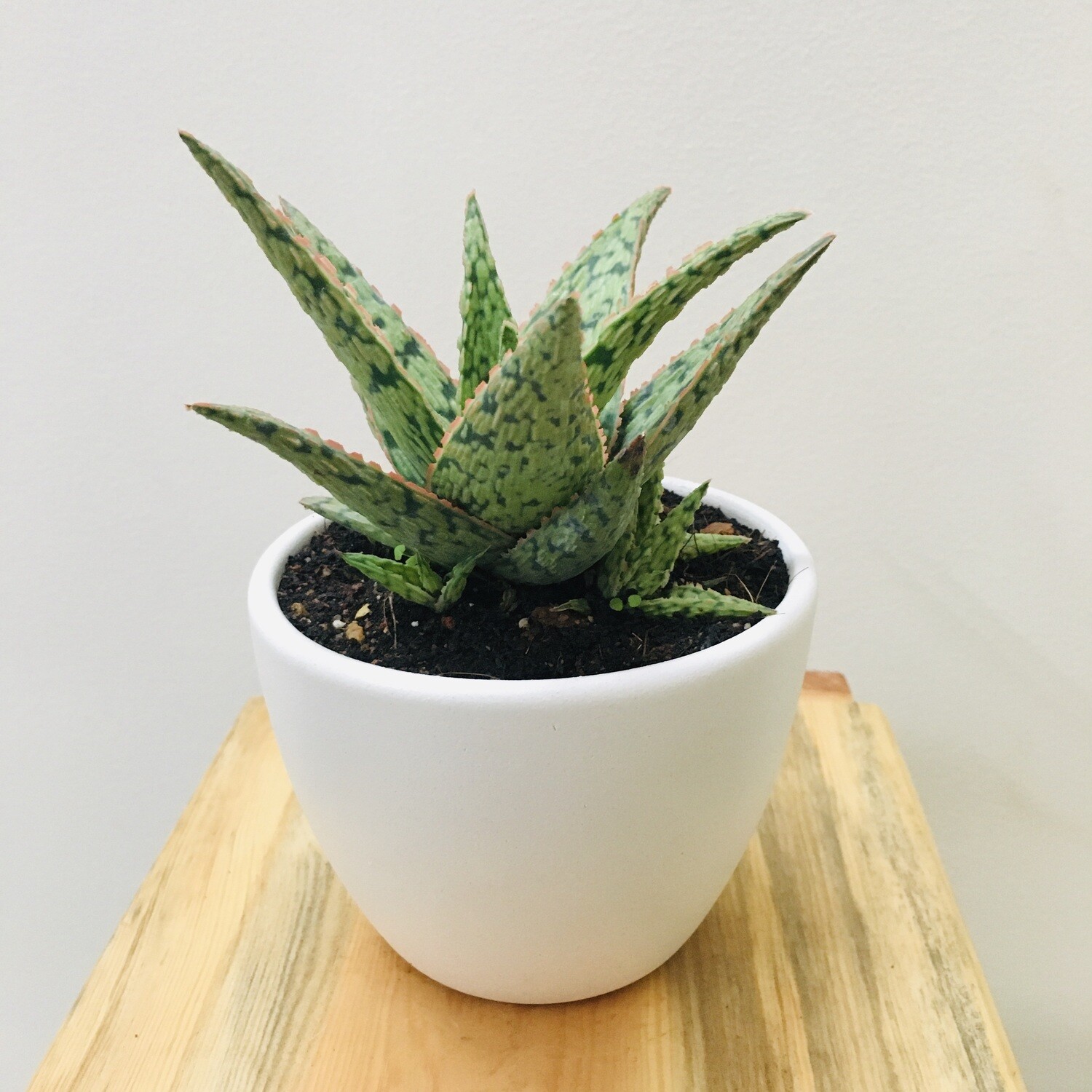 Aloe Pink Bush in 4 inches Ceramic Bowl Pot