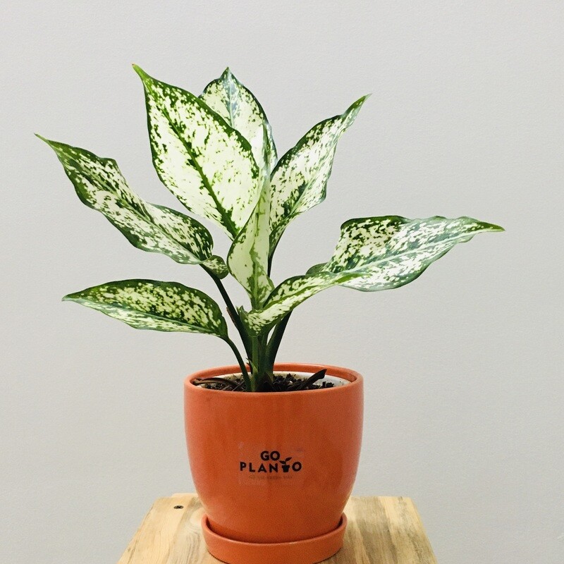 Aglaonema Snow White - Chinese Evergreen in Glossy Pot with Saucer