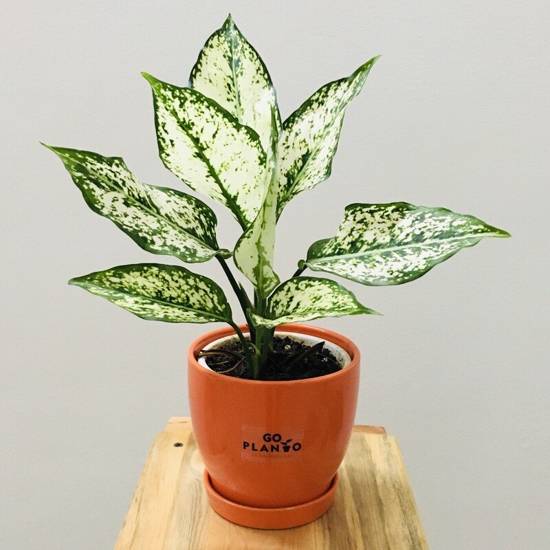 Aglaonema Snow White - Chinese Evergreen in Glossy Pot with Saucer