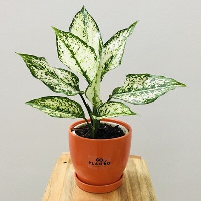 Aglaonema Snow White - Chinese Evergreen in 4.5 inches  Ceramic Pot with Saucer