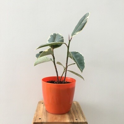 Ficus Elastica - Rubber Plant Variegated in 5 inches Skanda Round Pot