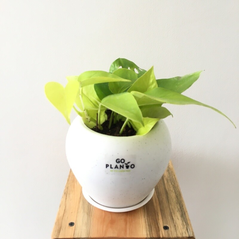 Money Plant Golden in 6 inches Apple Pot with Saucer