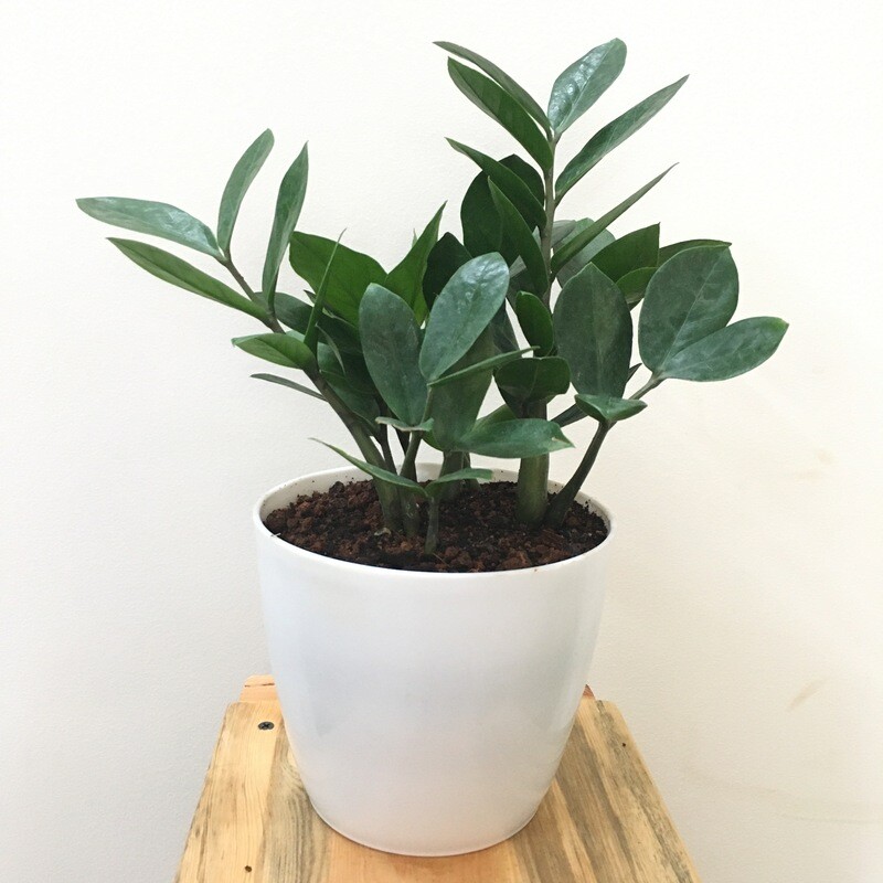 ZZ Plant in 5 inches Round Pot