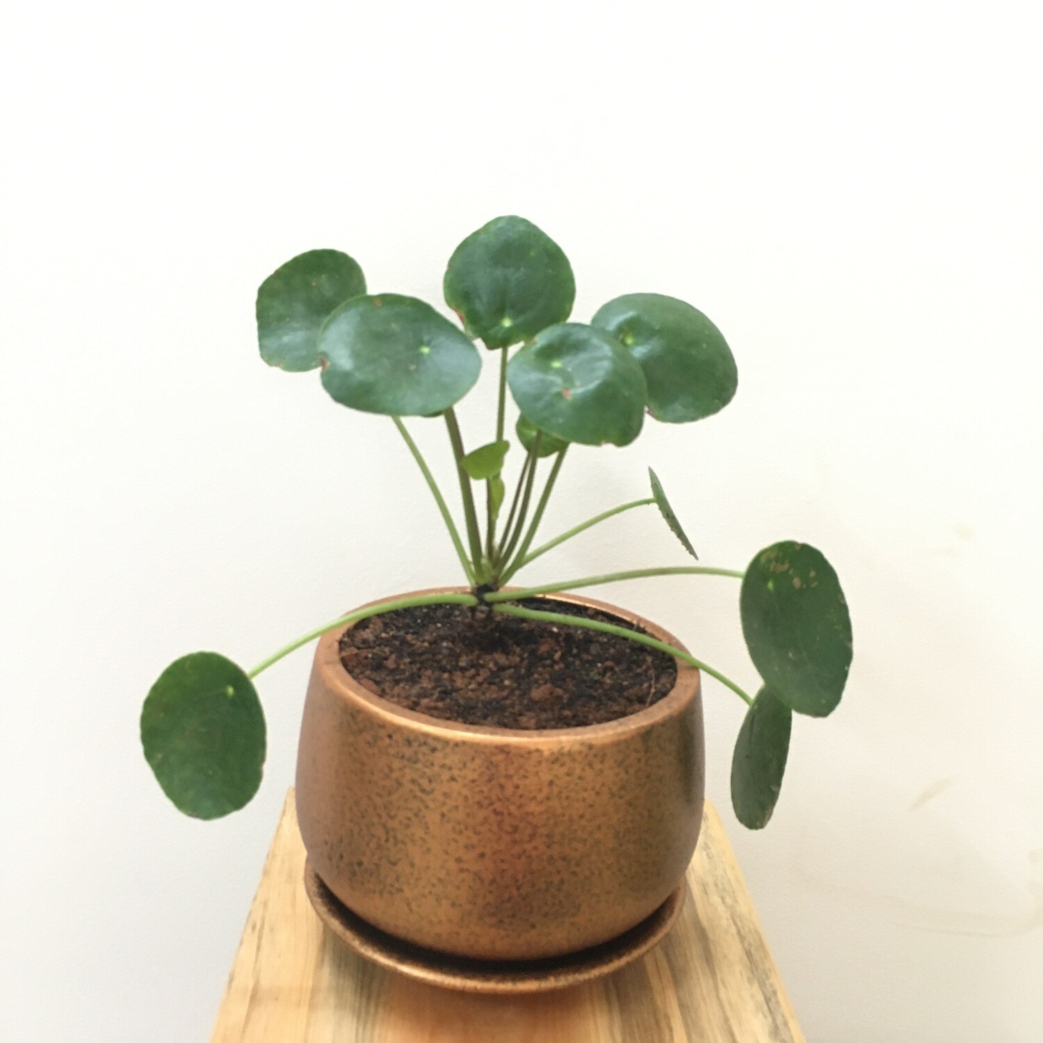 Chinese Money Plant in Coated in 4 inches Unami Pot - Copper Terracotta with Saucer