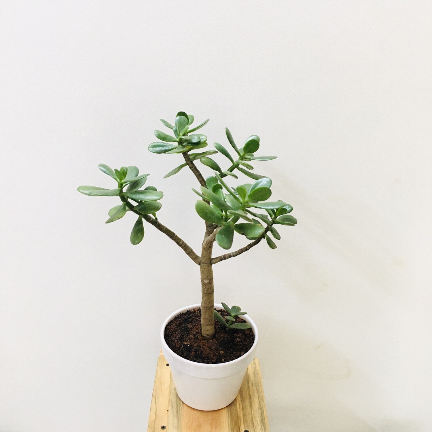 Jade Plant Bigleaf in 6 inches Traditional Ceramic Pot