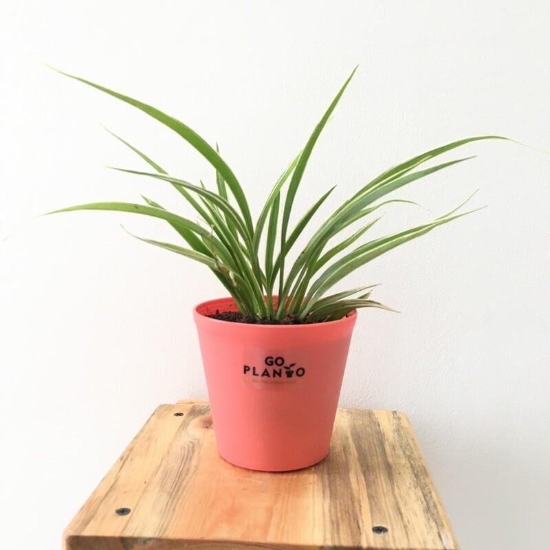 Spider Plant in Plastic 4 inches Pot