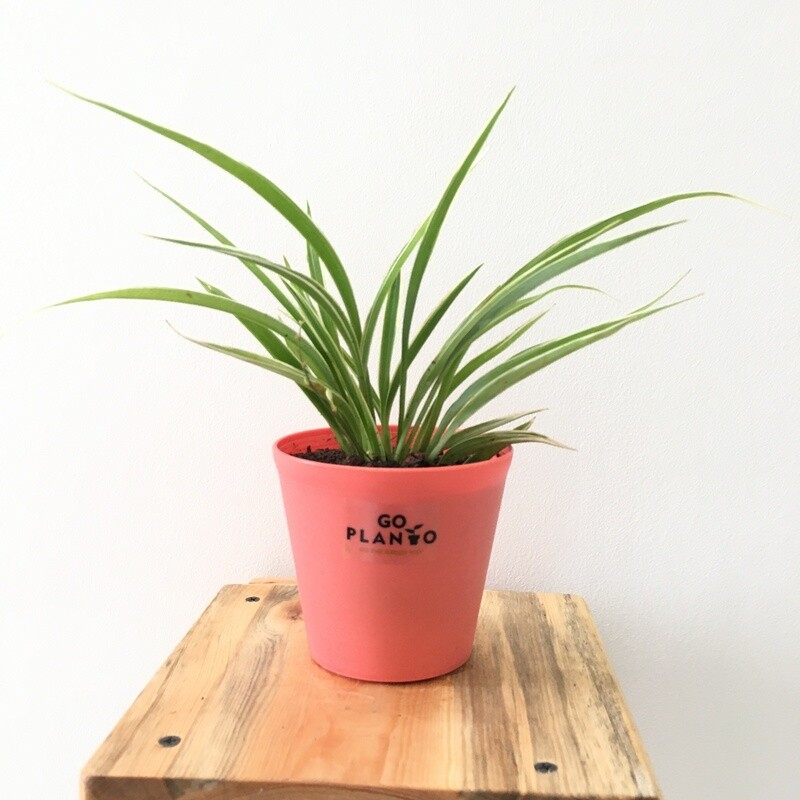 Spider Plant in Plastic 4 inches Pot