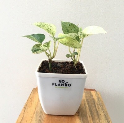 Money Plant Marble Queen in 4 inches Daisy Square Pot