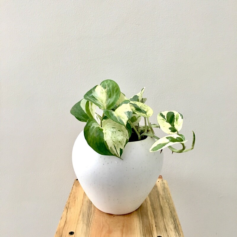 Money Plant Variegated in 6 inches Apple Pot