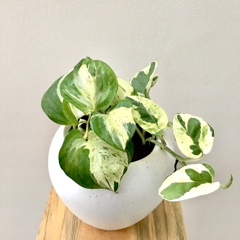 Money Plant Variegated in 6 inches Apple Pot