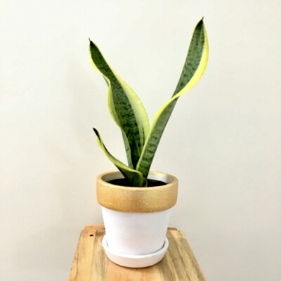 Sansevieria Plant Golden long - Snake Plant in Coated -4 inches White Pot with Gold Rim