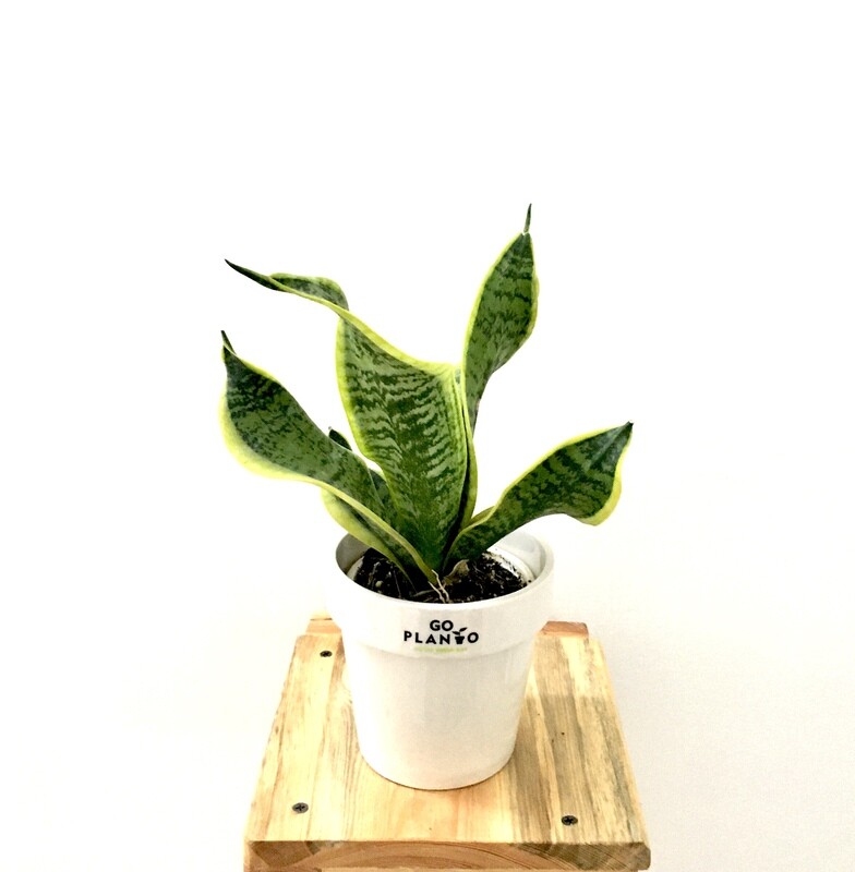 Sansevieria Plant Golden long - Snake Plant in Ceramic White Pot