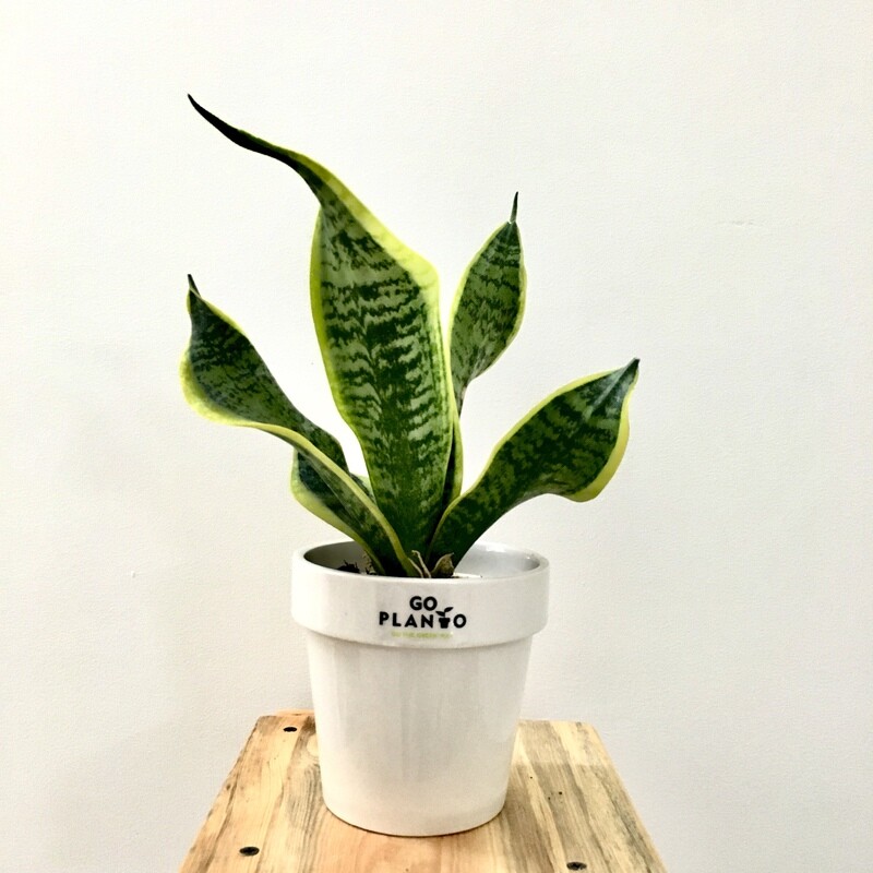 Sansevieria Plant Golden long - Snake Plant in Ceramic White Pot