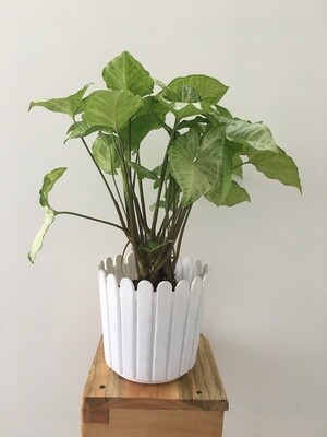 Syngonium Silver Pearl in 6 inches Fence Round Pot