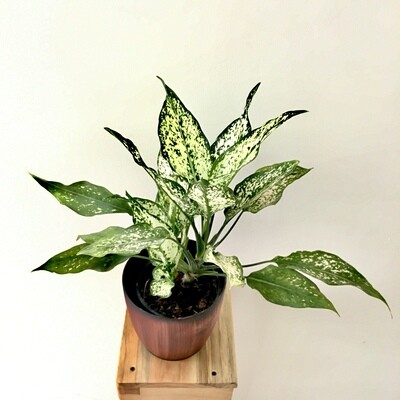 Aglaonema Snow White - Chinese Evergreen plant in 5.5 inches Sunwood Plastic Pot