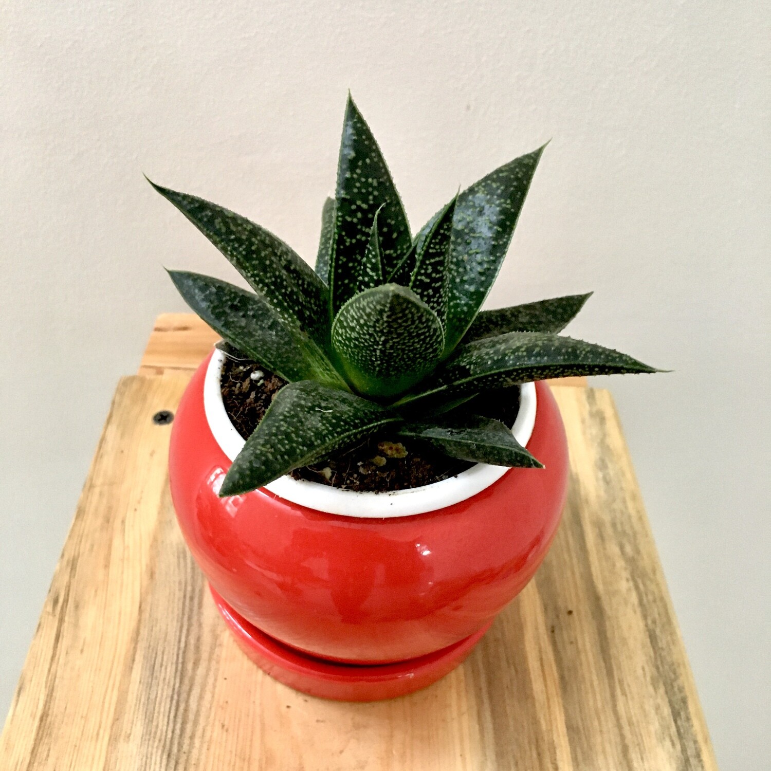 Aloe Aveo Succulent in 4 inches Nursery Pot