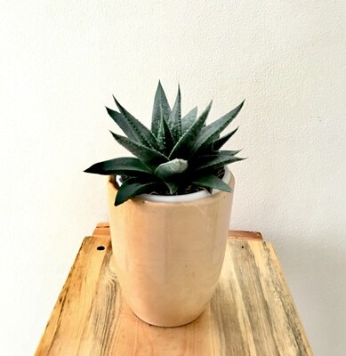 Aloe Aveo Succulent in 3.5 inches Coffee Cup