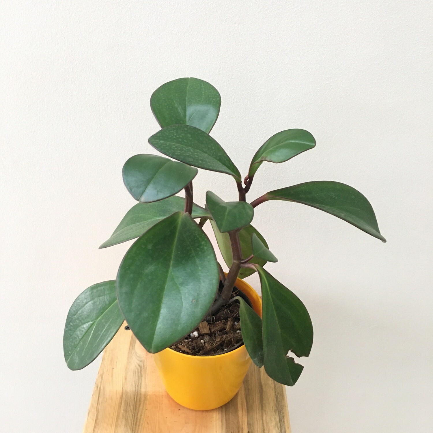 Peperomia Green Long Leaf Plant in 4 inches Round Pot