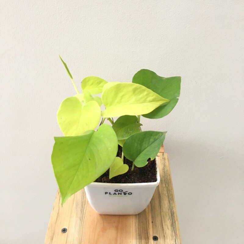 Money Plant Golden in 5 inches Daisy Square Pot