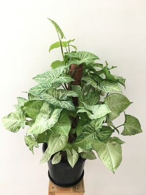 Syngonium Green Plant with Moss Stick in 10 inches Nursery Pot-2 Feet
