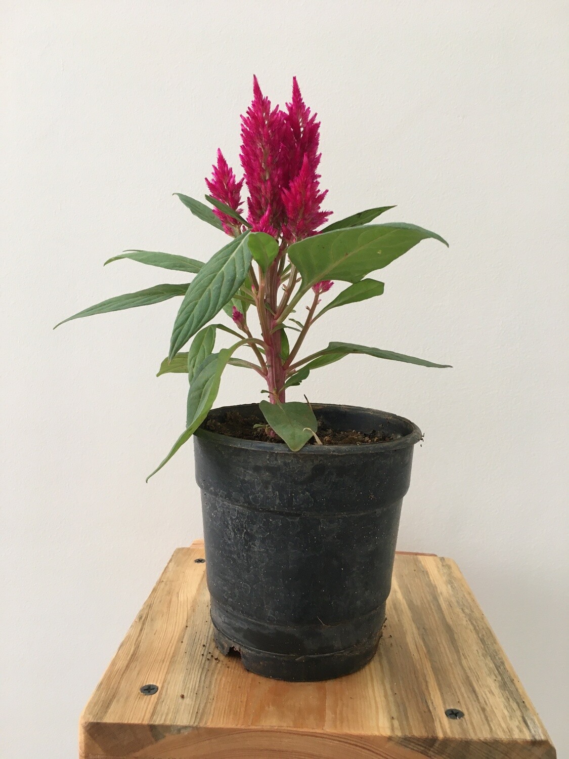 Celosia Pink Plant in 4 inches Nursery Pot