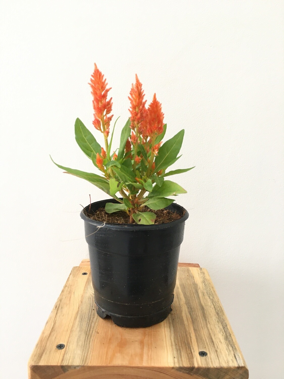 Celosia Orange Plant in 4 inches Nursery Pot