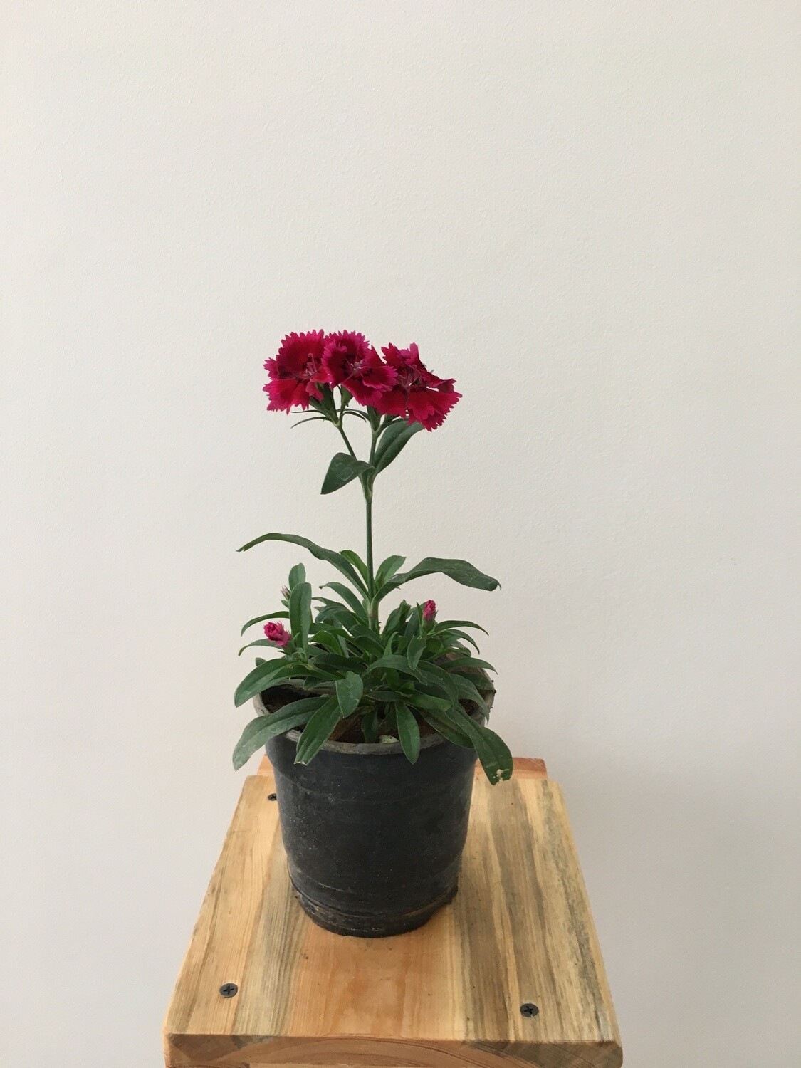 Dianthus Red Plant in 4 inches Nursery Pot
