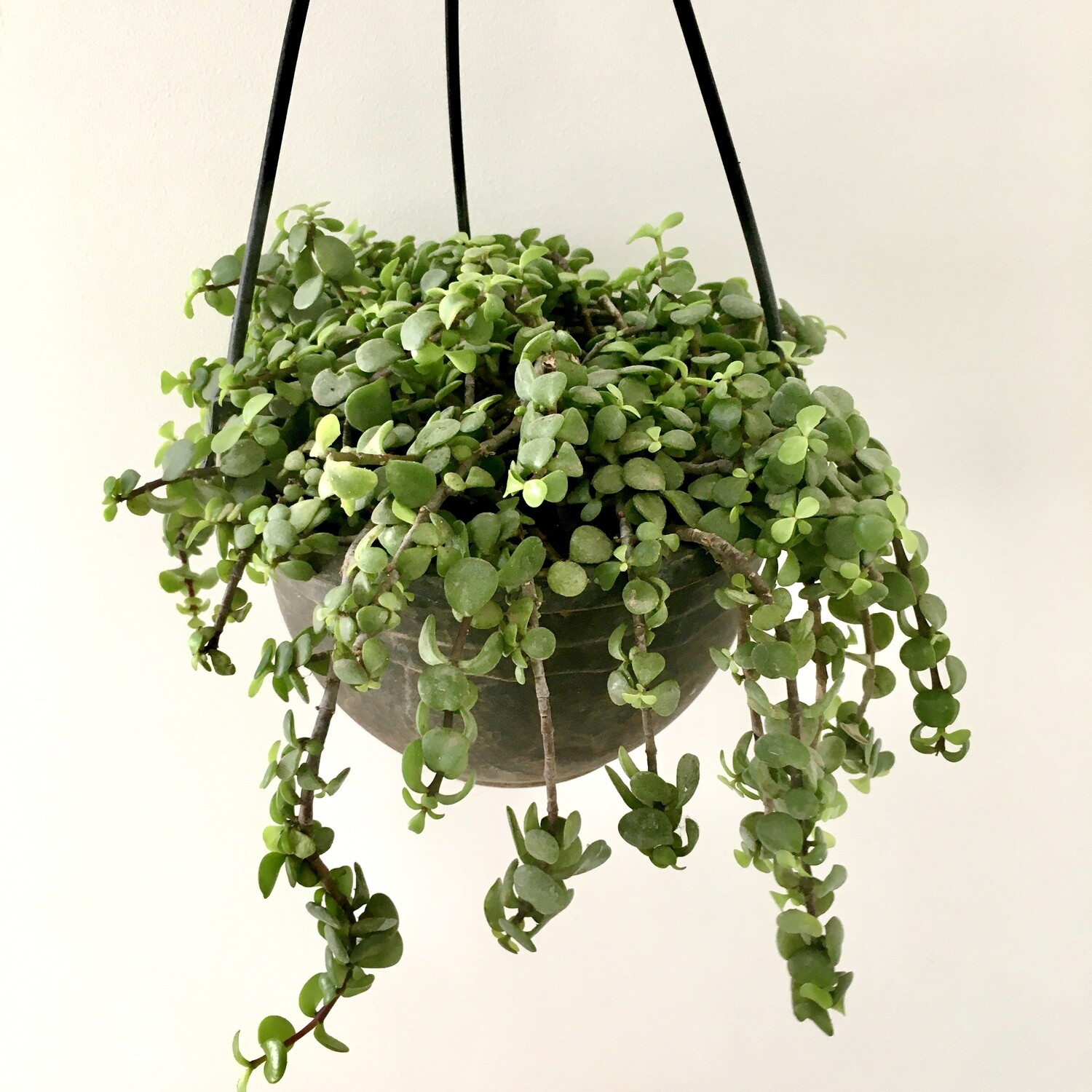 Jade Plant in 7 inches Nursery Hanging basket