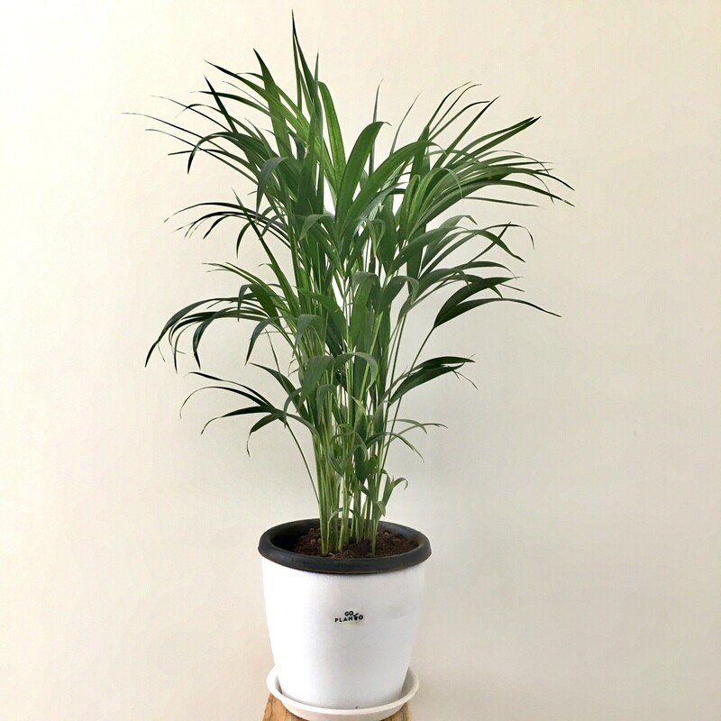 Lush Green Areca Palm for Indoors in 8 inches Nursery Pot