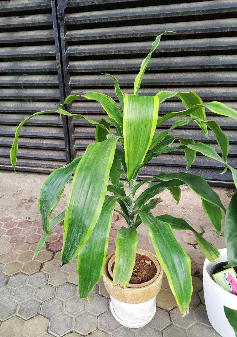 Dracaena Fragrans in 6 inches Nursery Pot- 2 Feet