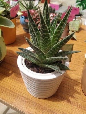 Aloe Tiki in 4 inches Ribbon Pot