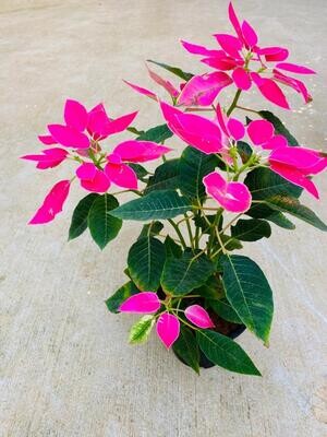 Poinsettia Pink Plant in 5 inches Nursery Pot