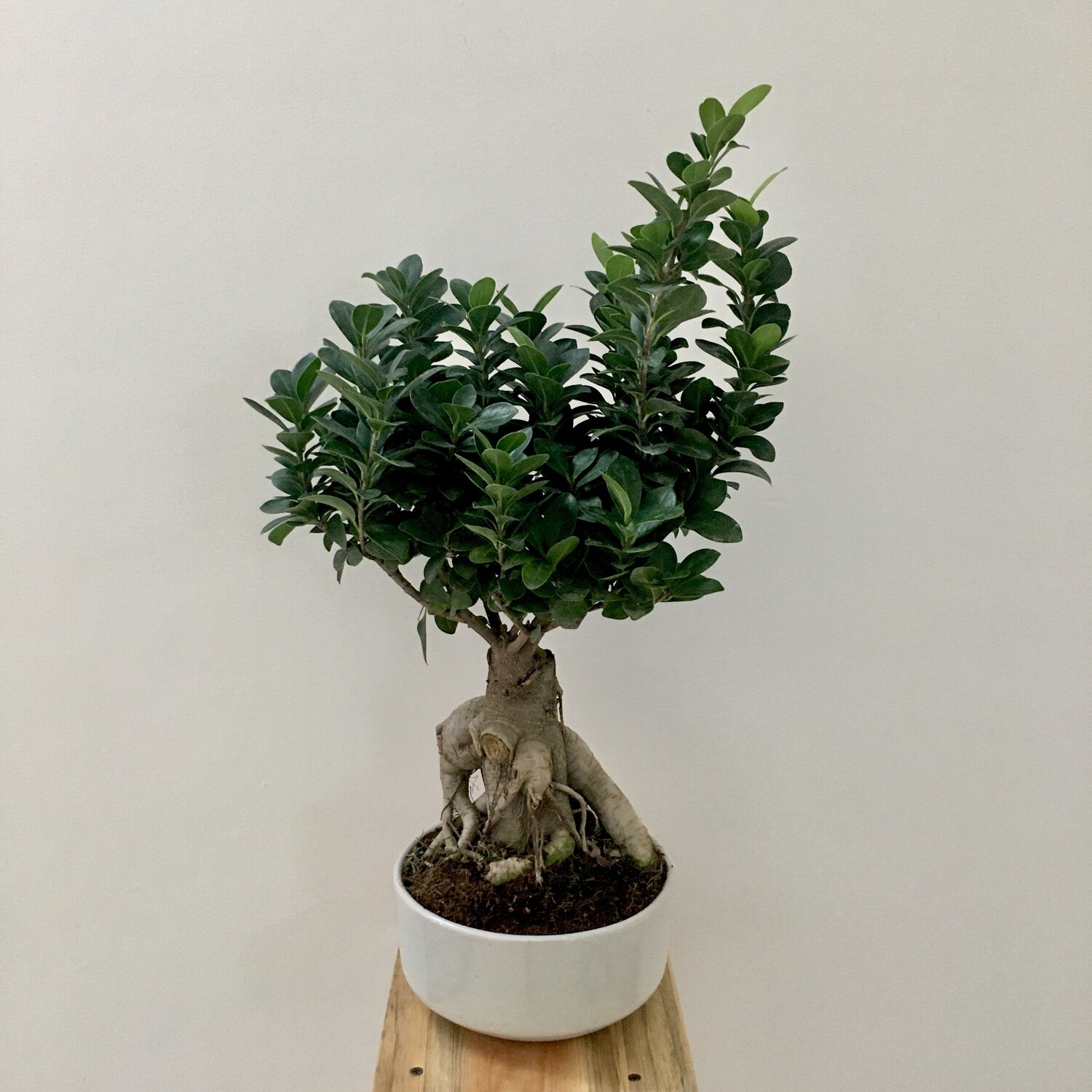Ficus Bonsai in 7 inches Round Ceramic Bonsai Pot