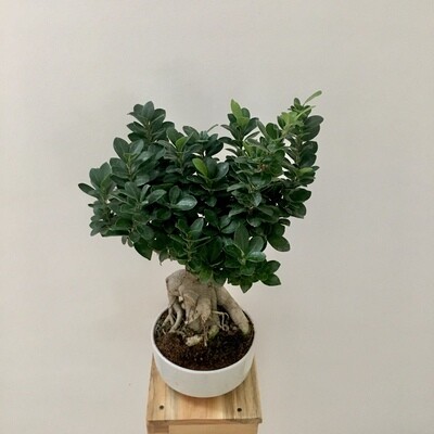 Ficus Bonsai in 7 inches Round Ceramic Bonsai Pot