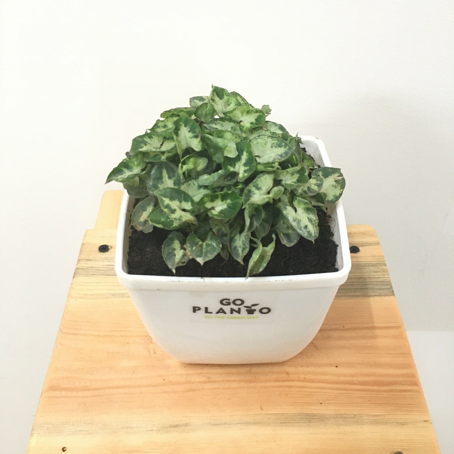Syngonium Mini Pixie- Dwarf Variety in 4 inches Square Pot