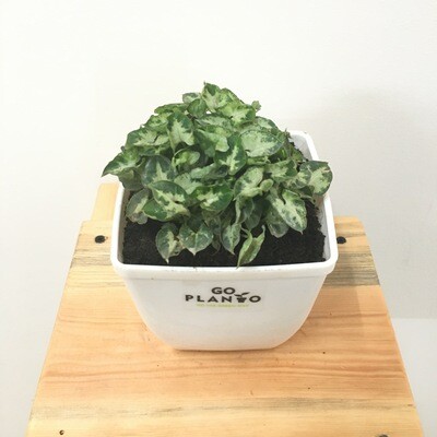 Syngonium Mini Pixie- Dwarf Variety in 4 inches Square Pot