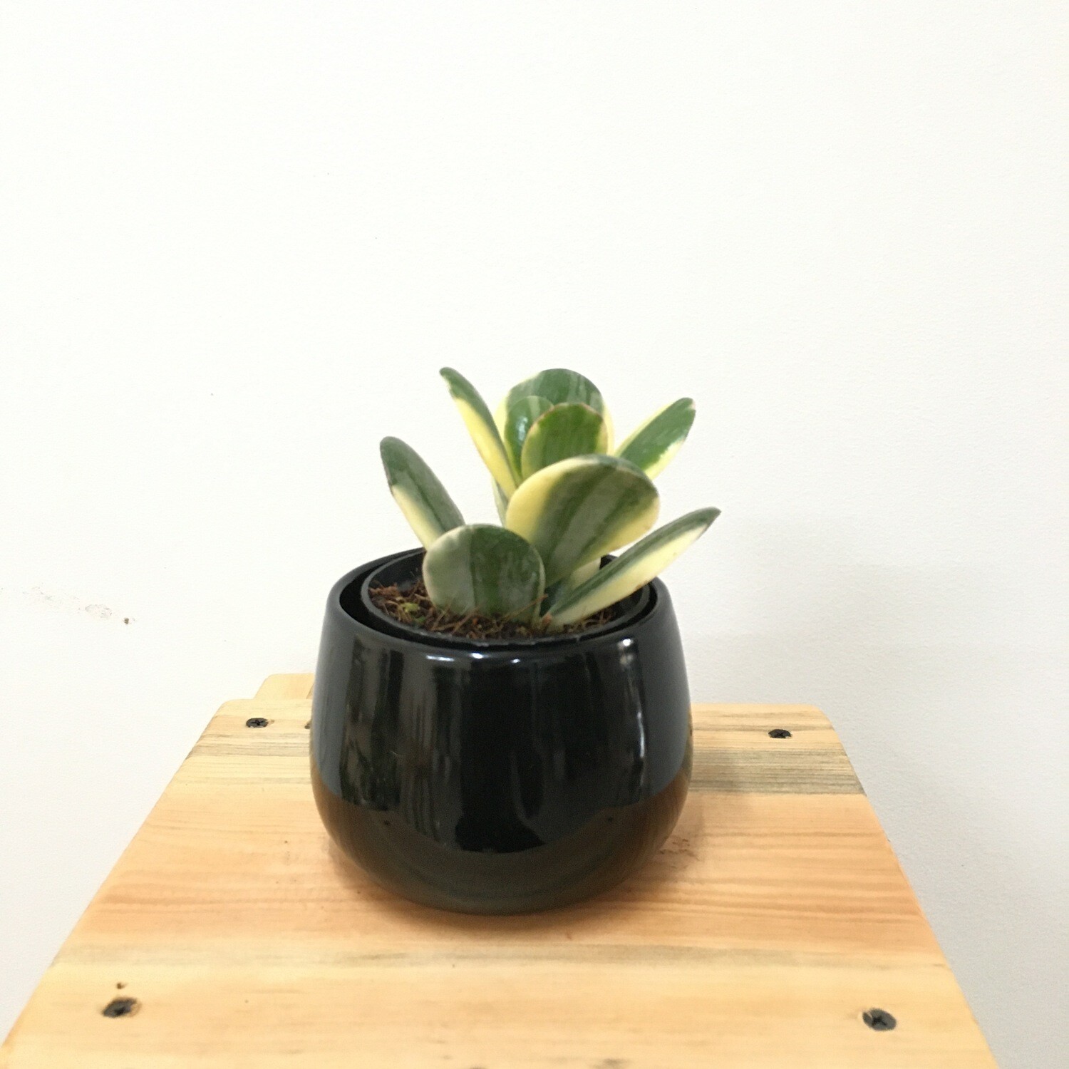 Variegated Jade Plant in 4 inches Unami Bowl - Multi Color