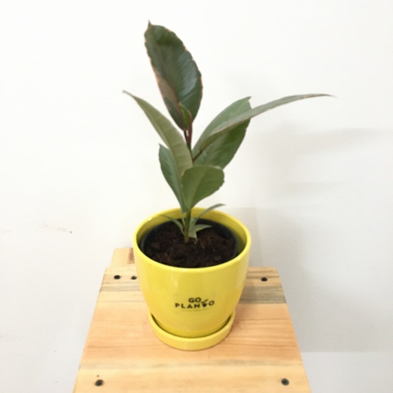 Ficus Elastica - Rubber Plant Red Variegated in Glossy Pot