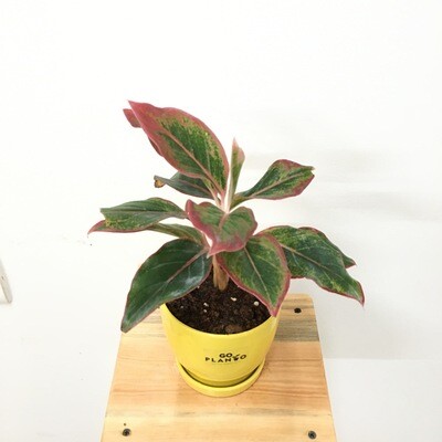 Aglaonema Red- Chinese Evergreen in 4 inches  Curvy Bottom Ceramic Pot with Saucer