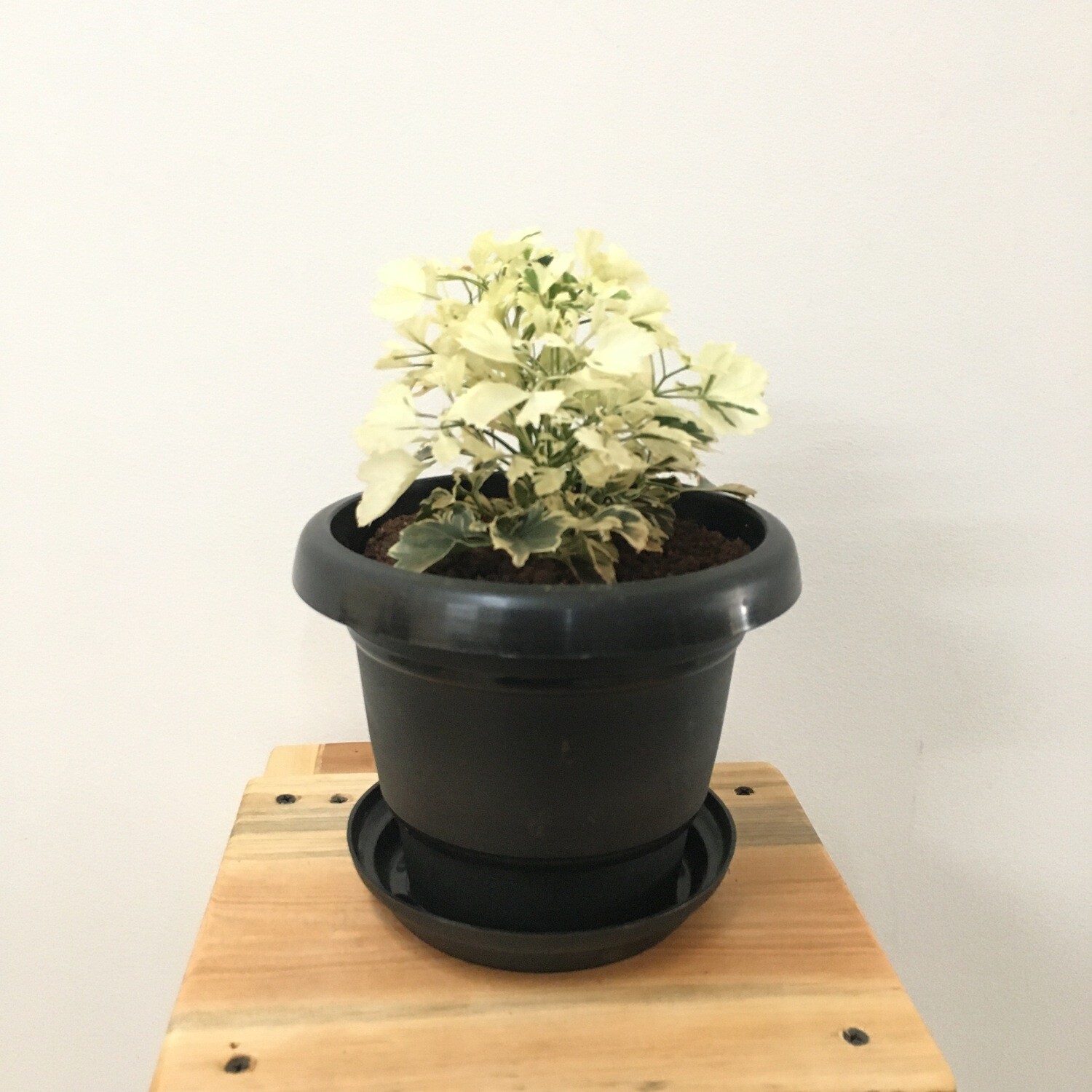 Aralia Miniature White - Aralia Plant in 4 inches Black Round Pot