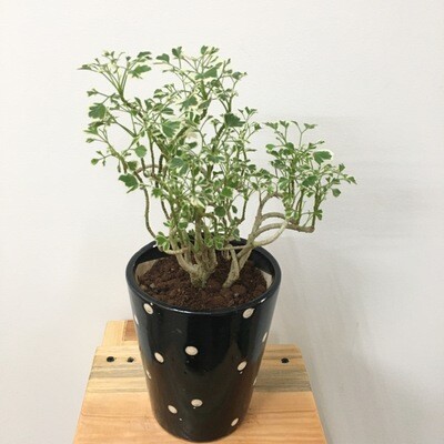 Aralia Miniature Variegated - Aralia Plant in 4 inches Polka Dot Ceramic Pot
