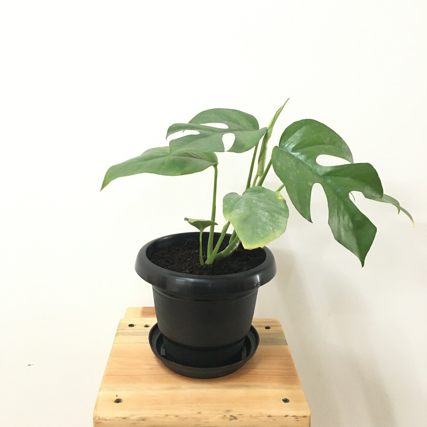 Mini Monstera Plant in 4 inches Black Round Pot