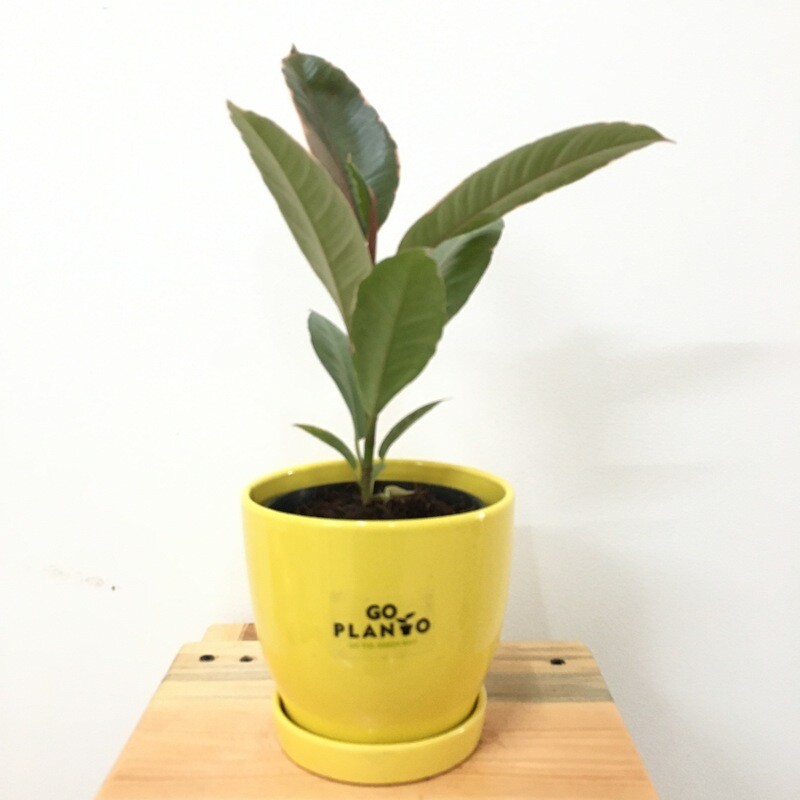 Ficus Elastica - Rubber Plant Red Variegated in Glossy Pot