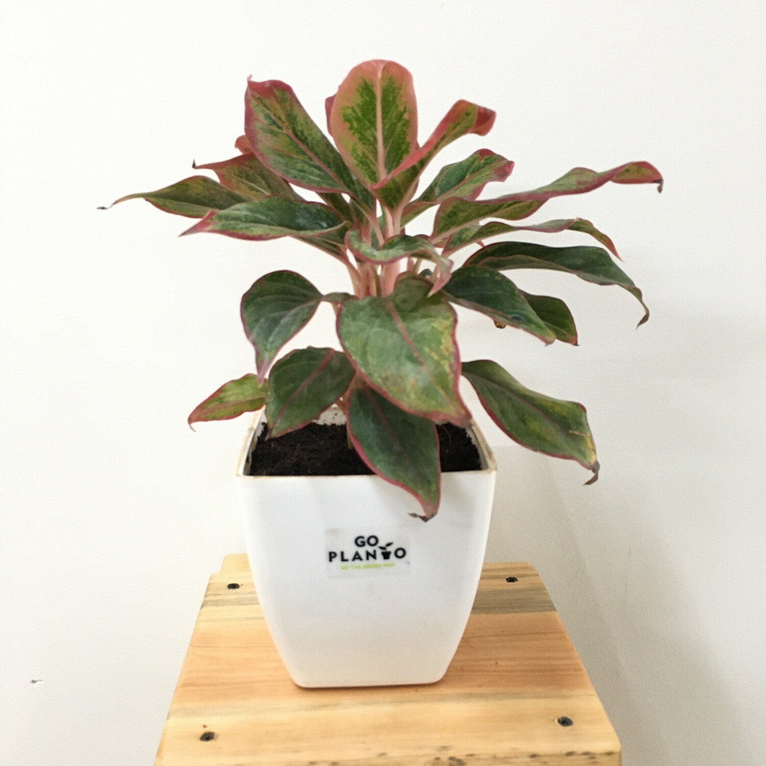 Aglaonema Red Bushy- Chinese Evergreen in 5 inches Square Pot