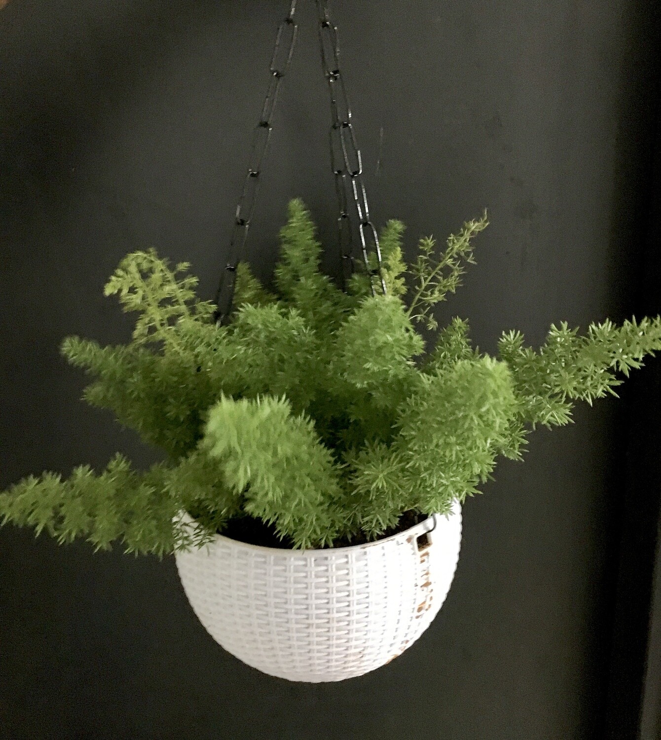 Aspragus Fern in 7 inches White Hanging Pot