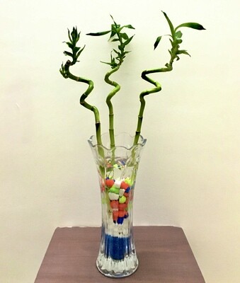 Spiral Bamboos- 2 Feet Long in Glass Vase