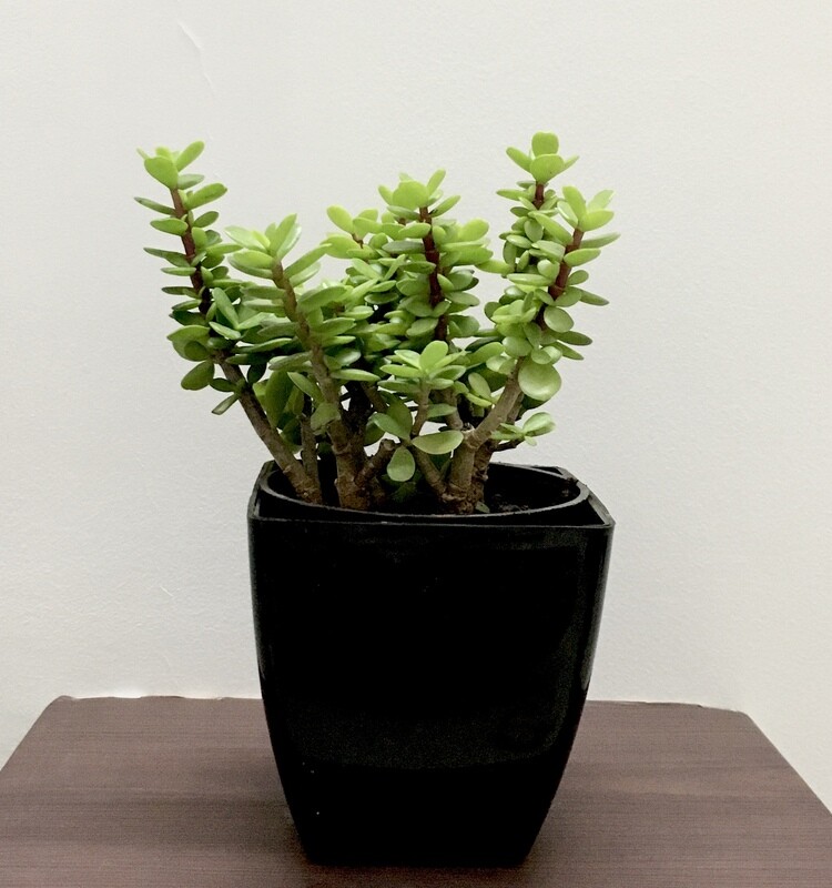 Jade Plant in 4 inches Nursery Pot